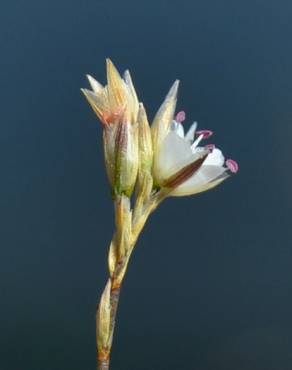 Fotografia 4 da espécie Bufonia macropetala no Jardim Botânico UTAD