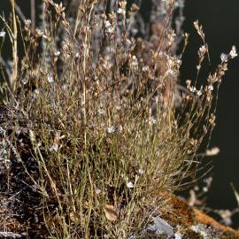 Fotografia da espécie Bufonia macropetala