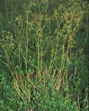 Fotografia da espécie Bupleurum rigidum