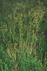 Fotografia da espécie Bupleurum rigidum subesp. rigidum