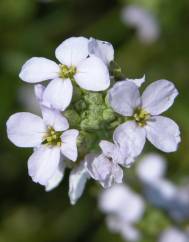 Cakile maritima subesp. maritima