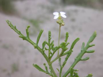 Fotografia da espécie Cakile maritima subesp. maritima