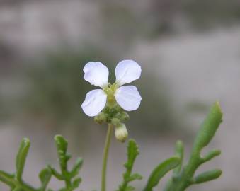 Fotografia da espécie Cakile maritima subesp. maritima