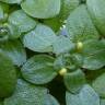 Fotografia 9 da espécie Callitriche brutia do Jardim Botânico UTAD