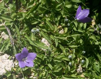 Fotografia da espécie Campanula herminii