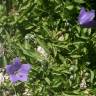 Fotografia 3 da espécie Campanula herminii do Jardim Botânico UTAD