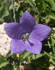 Campanula herminii