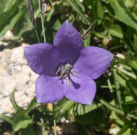 Fotografia da espécie Campanula herminii