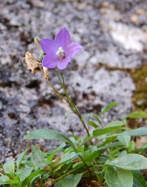 Fotografia 4 da espécie Campanula herminii no Jardim Botânico UTAD