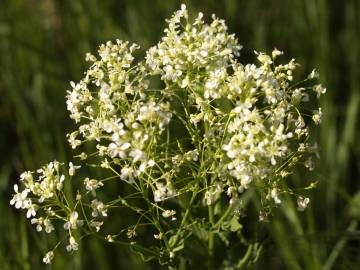 Fotografia da espécie Lepidium draba