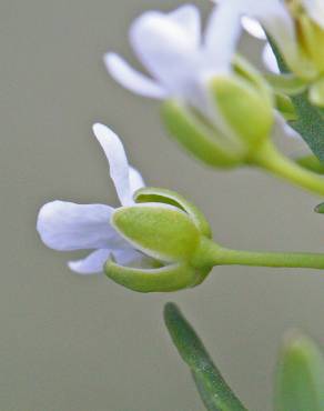 Fotografia 3 da espécie Lepidium draba no Jardim Botânico UTAD