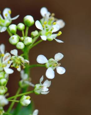 Fotografia 4 da espécie Lepidium draba no Jardim Botânico UTAD