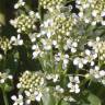 Fotografia 6 da espécie Lepidium draba do Jardim Botânico UTAD