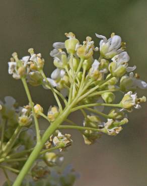 Fotografia 7 da espécie Lepidium draba no Jardim Botânico UTAD