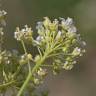 Fotografia 7 da espécie Lepidium draba do Jardim Botânico UTAD