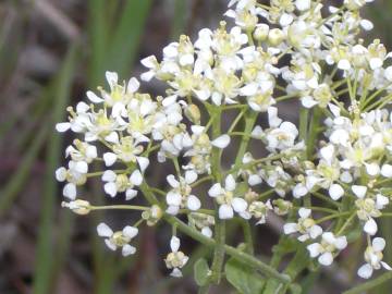 Fotografia da espécie Lepidium draba