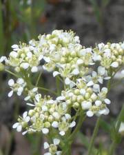 Fotografia da espécie Lepidium draba