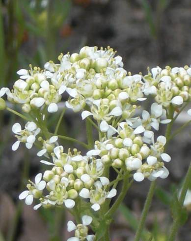 Fotografia de capa Lepidium draba - do Jardim Botânico