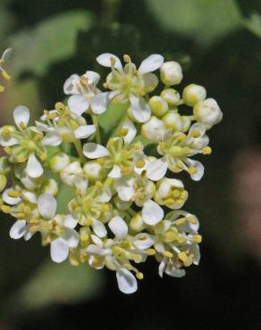 Fotografia 9 da espécie Lepidium draba no Jardim Botânico UTAD