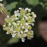 Fotografia 9 da espécie Lepidium draba do Jardim Botânico UTAD