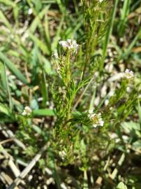 Fotografia da espécie Cardamine parviflora