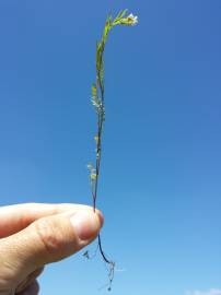 Fotografia da espécie Cardamine parviflora