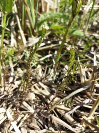 Fotografia da espécie Cardamine parviflora