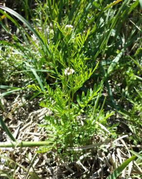 Fotografia 7 da espécie Cardamine parviflora no Jardim Botânico UTAD