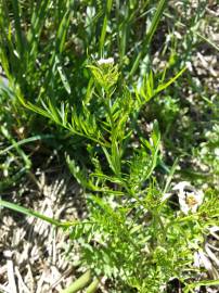 Fotografia da espécie Cardamine parviflora