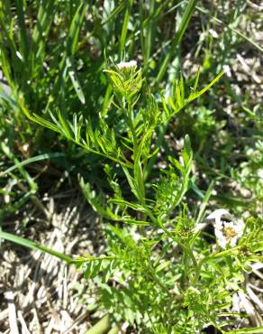 Fotografia 8 da espécie Cardamine parviflora no Jardim Botânico UTAD