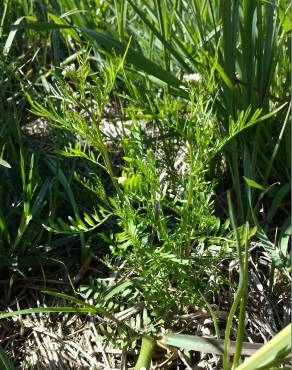 Fotografia 9 da espécie Cardamine parviflora no Jardim Botânico UTAD