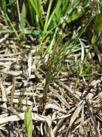 Fotografia da espécie Cardamine parviflora