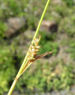 Fotografia 2 da espécie Carex punctata no Jardim Botânico UTAD