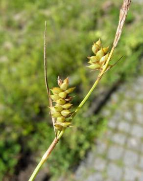 Fotografia 3 da espécie Carex punctata no Jardim Botânico UTAD
