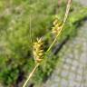 Fotografia 3 da espécie Carex punctata do Jardim Botânico UTAD