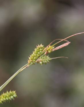 Fotografia 4 da espécie Carex punctata no Jardim Botânico UTAD