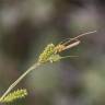Fotografia 4 da espécie Carex punctata do Jardim Botânico UTAD