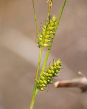 Fotografia da espécie Carex punctata