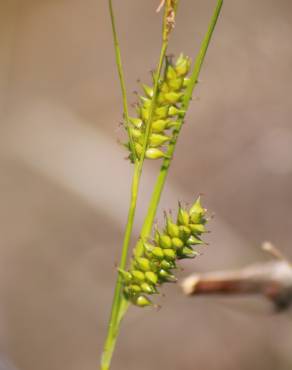 Fotografia 1 da espécie Carex punctata no Jardim Botânico UTAD