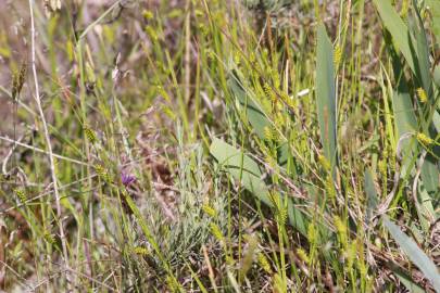 Fotografia da espécie Carex punctata