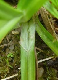 Fotografia da espécie Carex punctata