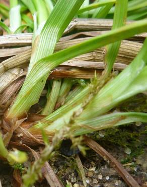 Fotografia 7 da espécie Carex punctata no Jardim Botânico UTAD