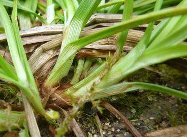 Fotografia da espécie Carex punctata