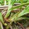Fotografia 7 da espécie Carex punctata do Jardim Botânico UTAD