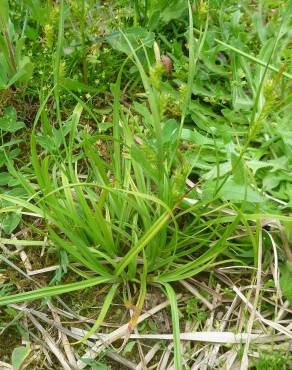 Fotografia 8 da espécie Carex punctata no Jardim Botânico UTAD