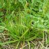 Fotografia 8 da espécie Carex punctata do Jardim Botânico UTAD