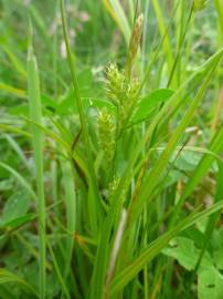 Fotografia da espécie Carex punctata