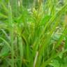 Fotografia 9 da espécie Carex punctata do Jardim Botânico UTAD