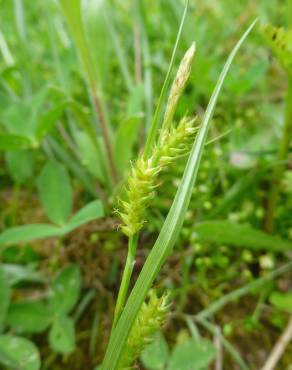 Fotografia 10 da espécie Carex punctata no Jardim Botânico UTAD