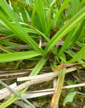 Fotografia 11 da espécie Carex punctata no Jardim Botânico UTAD